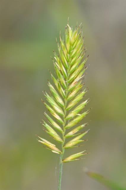 Gramigna crestata 7