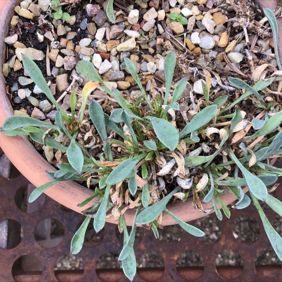 Silene