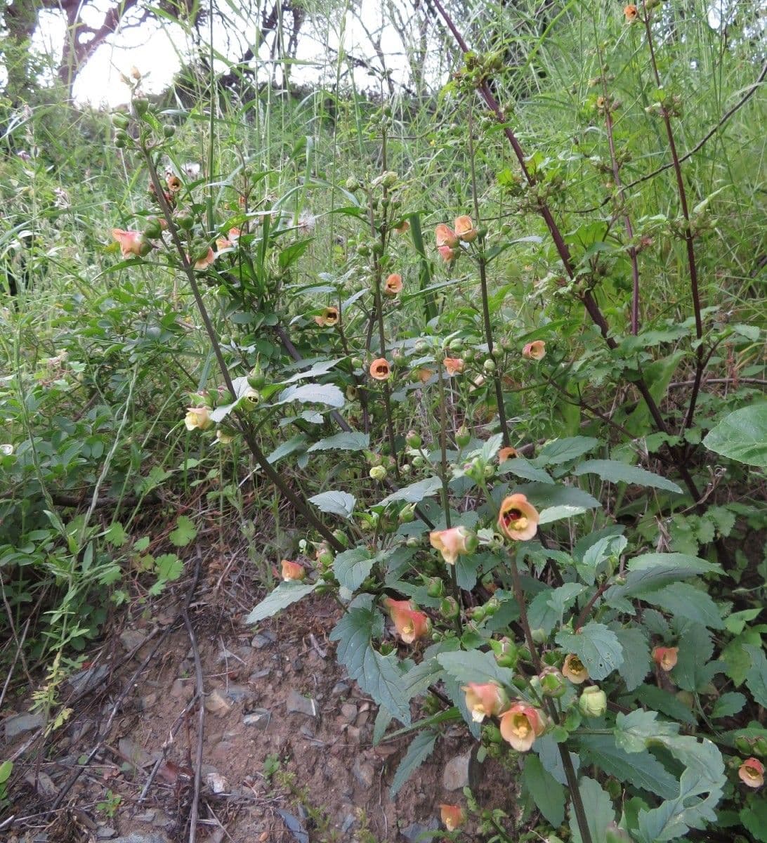 Scrophularia 11