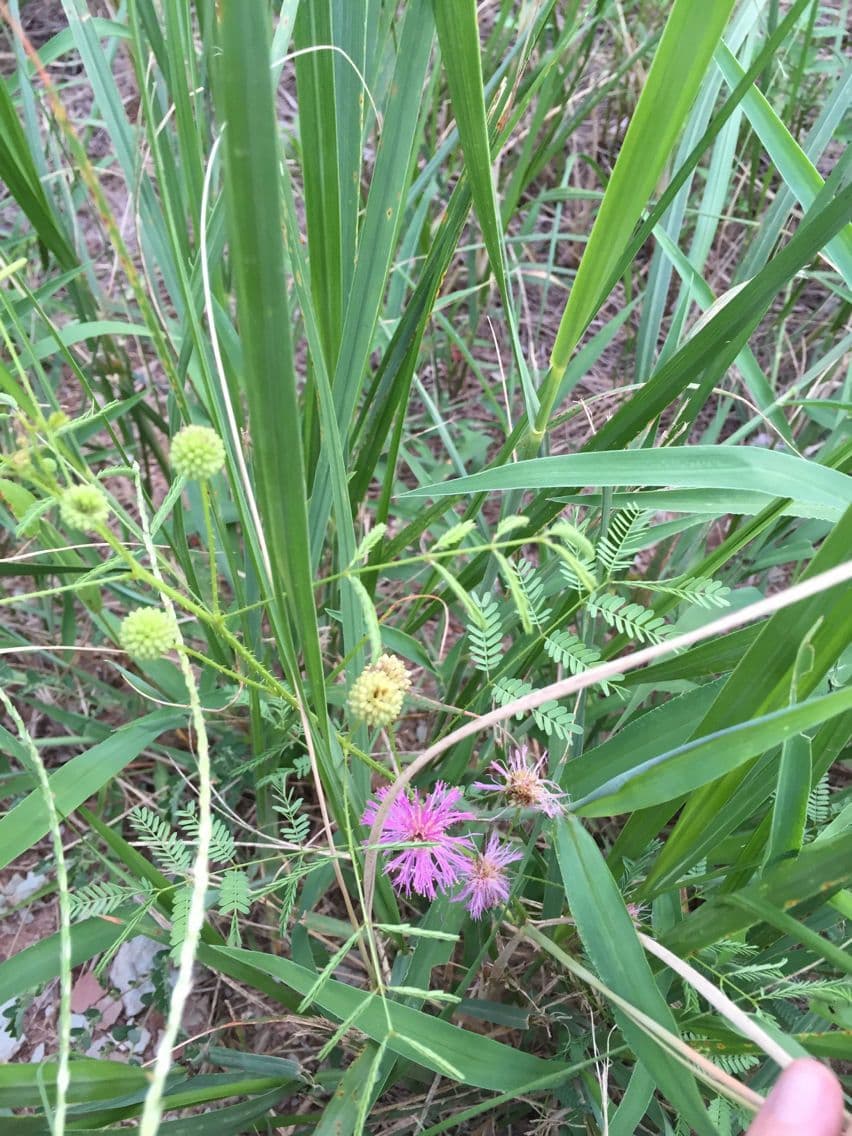 Mimosa quadrivalvis 8