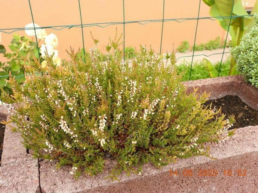 Penstemon deustus 11