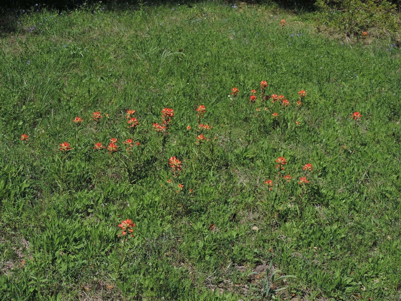 Castilleja 6