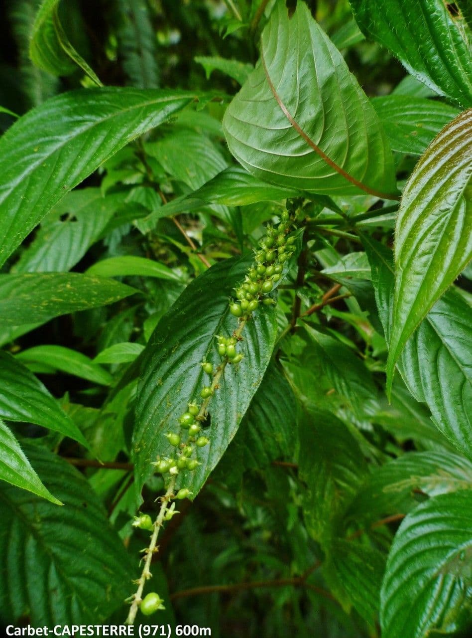 Borstige Gonzalunia 19