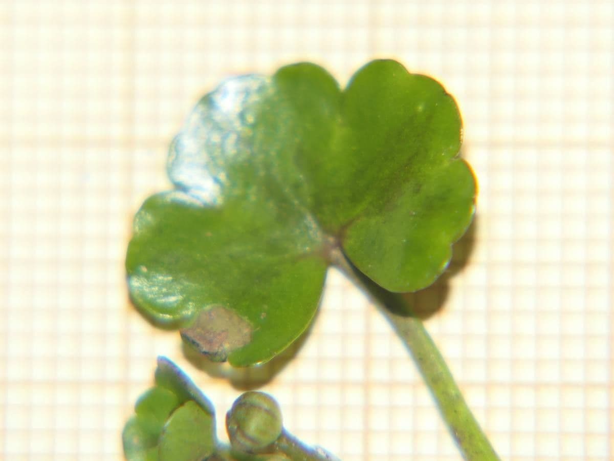 Ranunculus omiophyllus 13