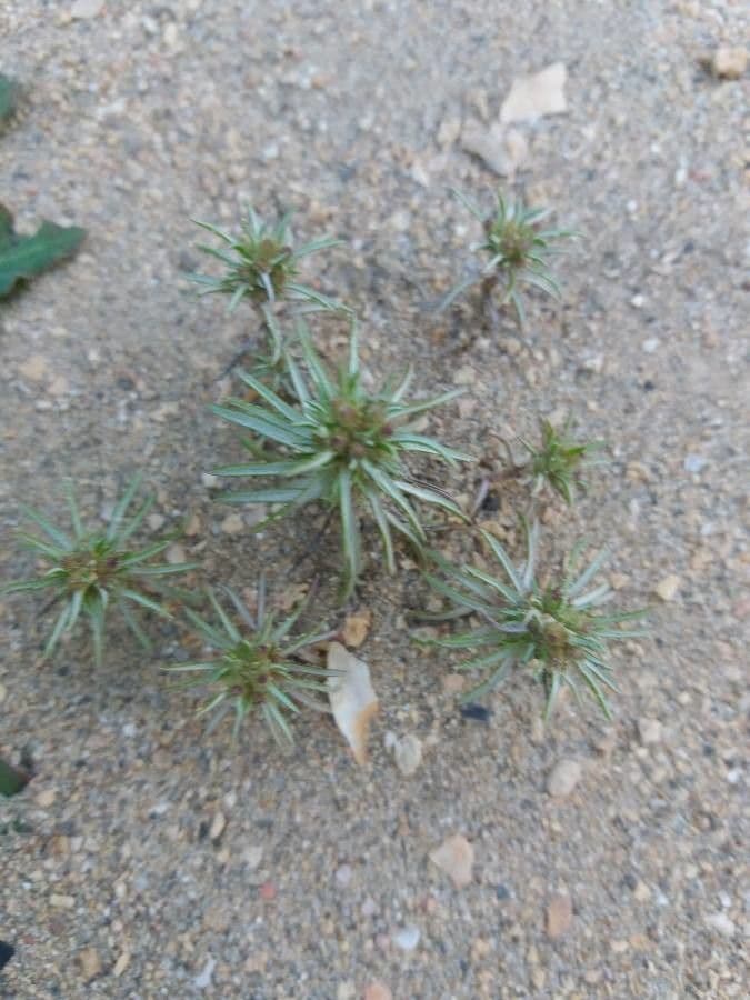 Ifloga spicata 2