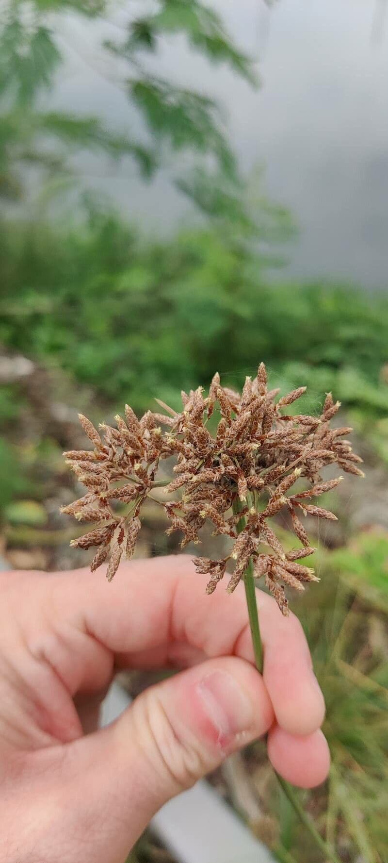 Fimbristylis cymosa 5