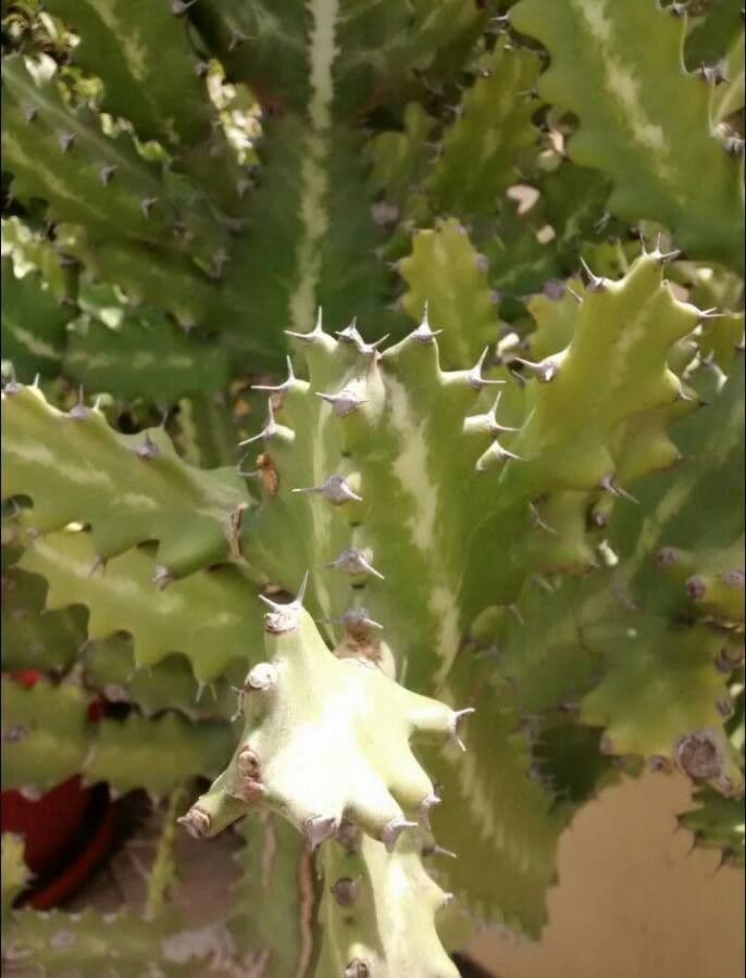 Euphorbe candélabre 19