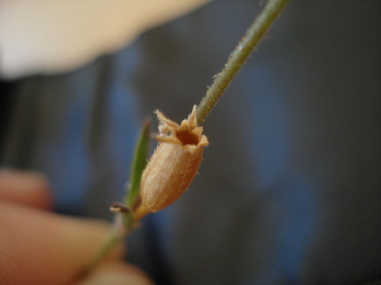 Silene gallica 4