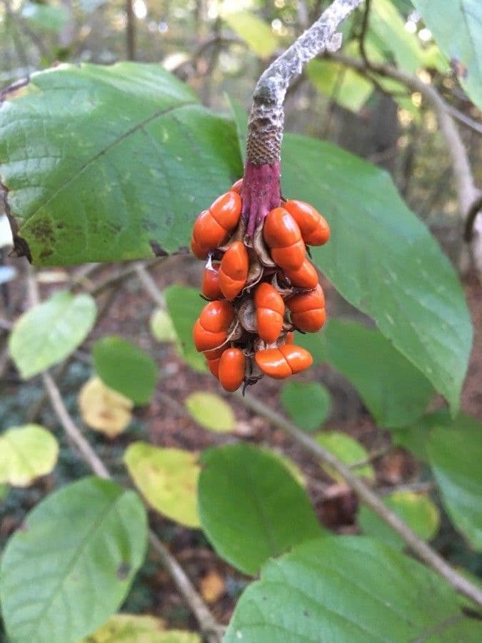 Magnolia acuminata 5
