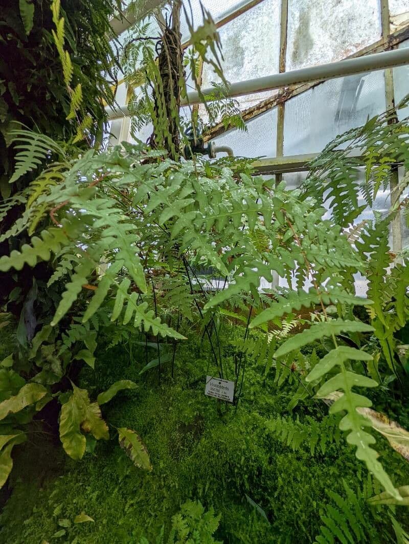 Fledermausfarn 3