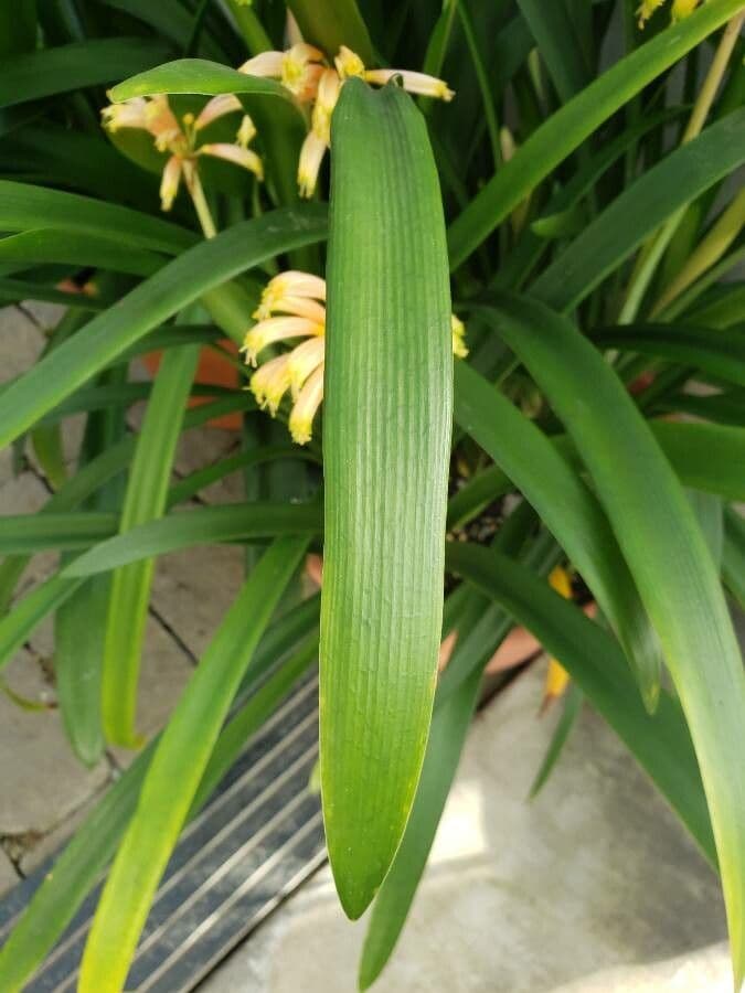 Clivia 7