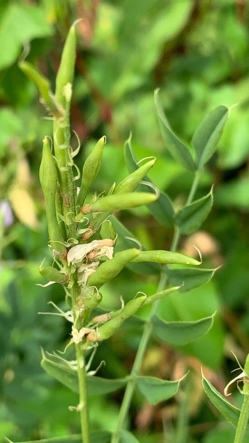 Galega 2