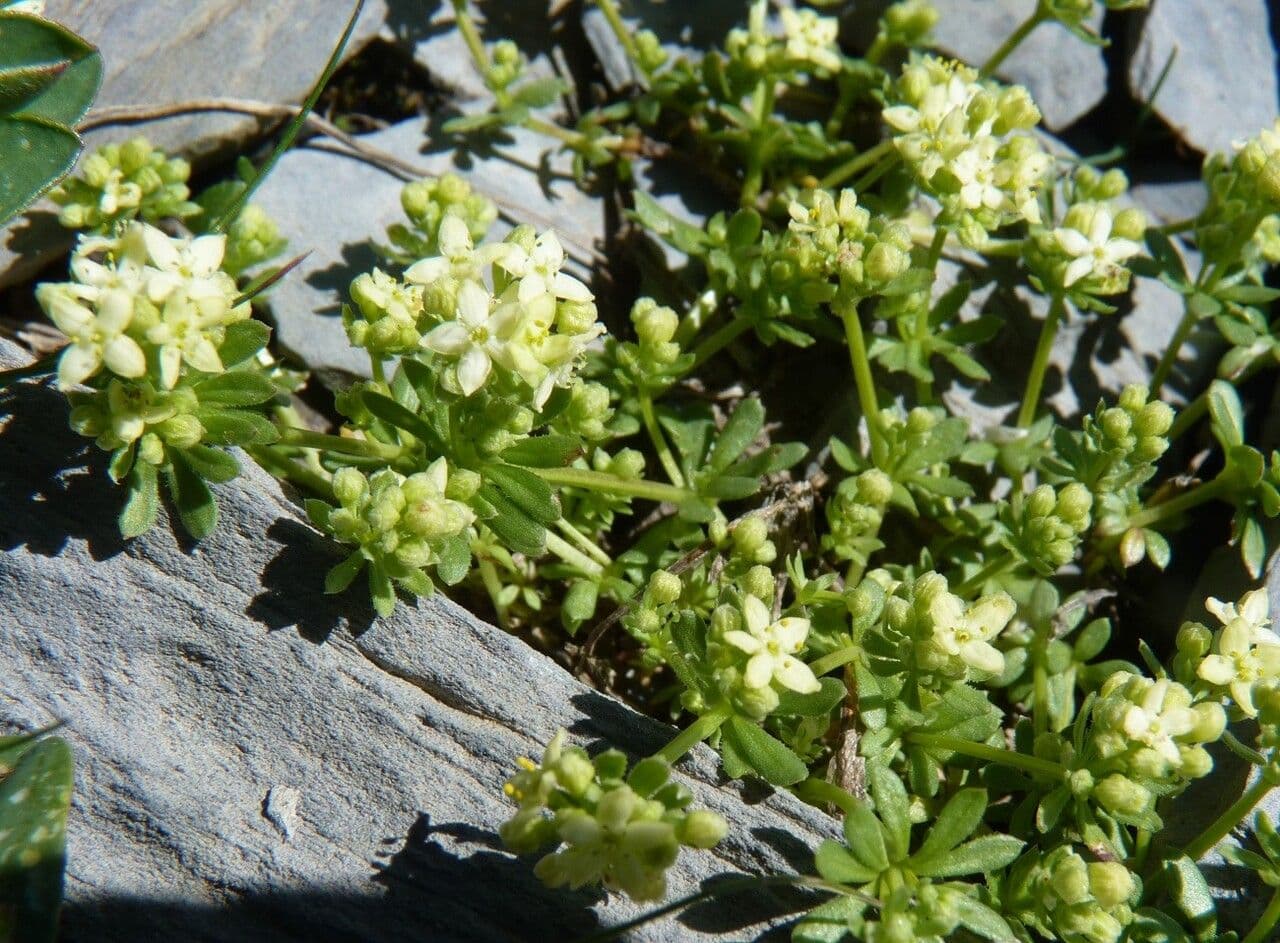 Großsamiges Galium 14