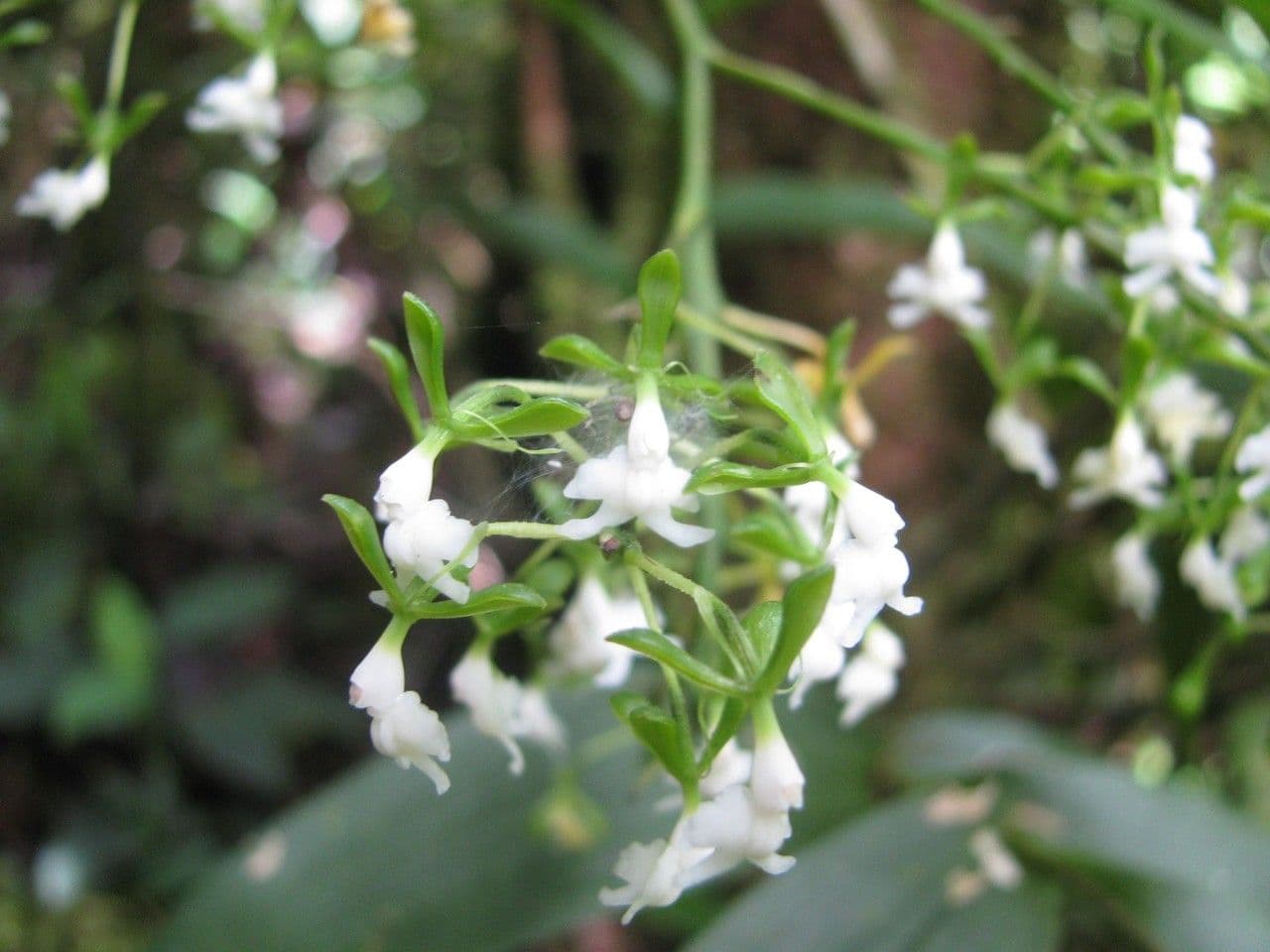 Epidendrum 4