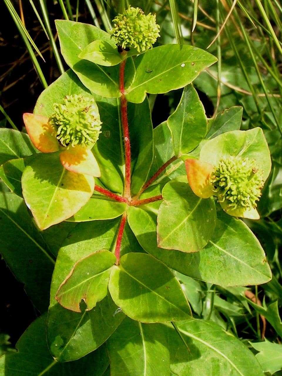 Irisches Wolfsmilch 25