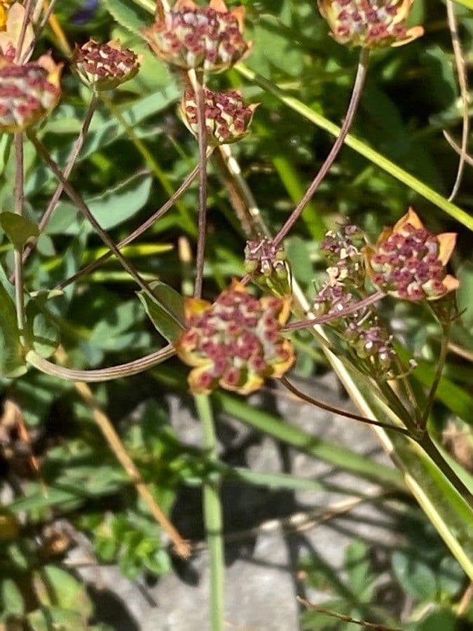 Bupleuro ranuncoloide