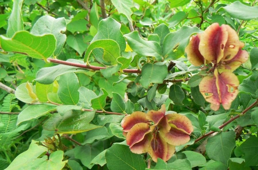 Combretum hereroense 6
