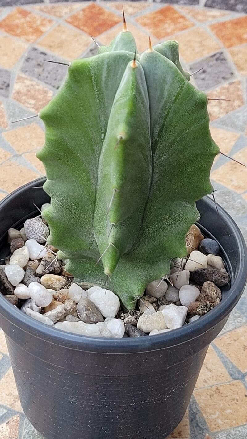 Stenocereus 2