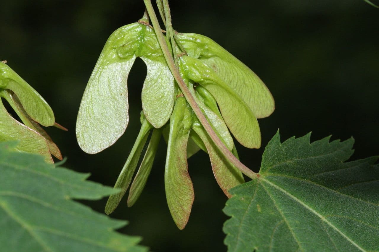Érable glabrum 4
