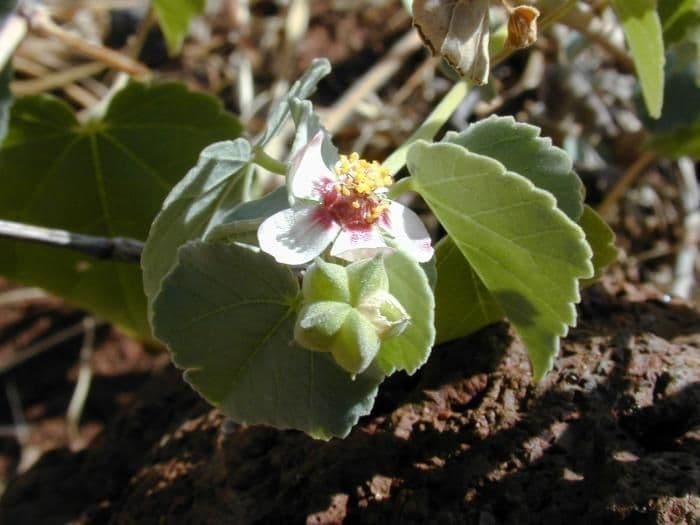 Abutilon incanum 9