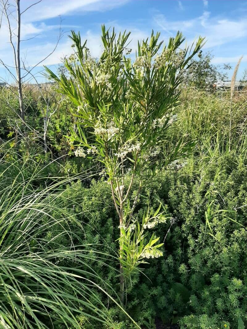 Gomphocarpus 15