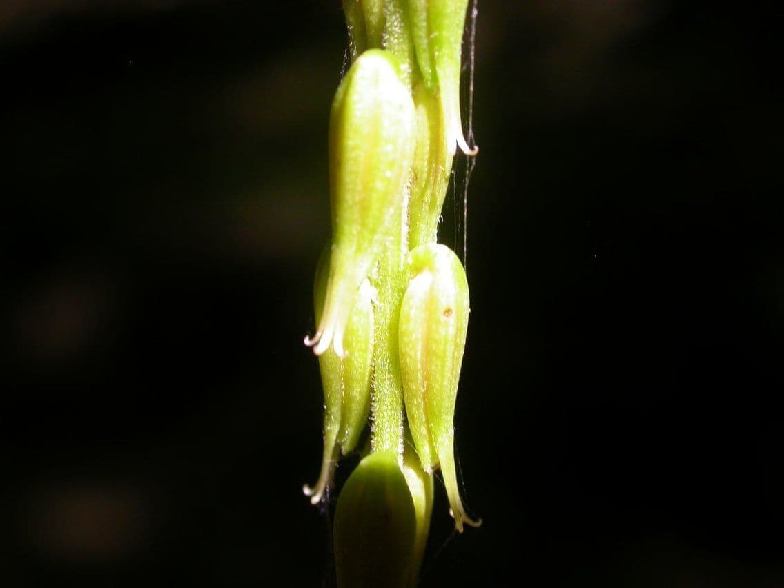 Phryma leptostachya