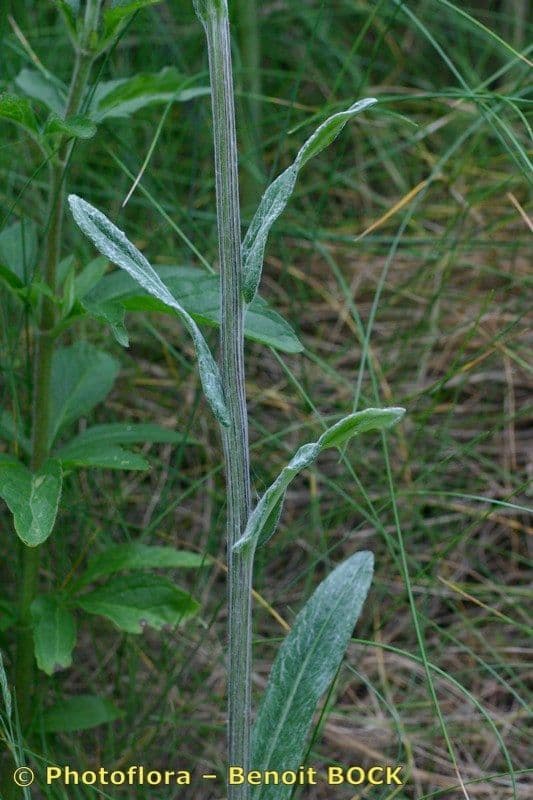 Tephroseris helenitis 29