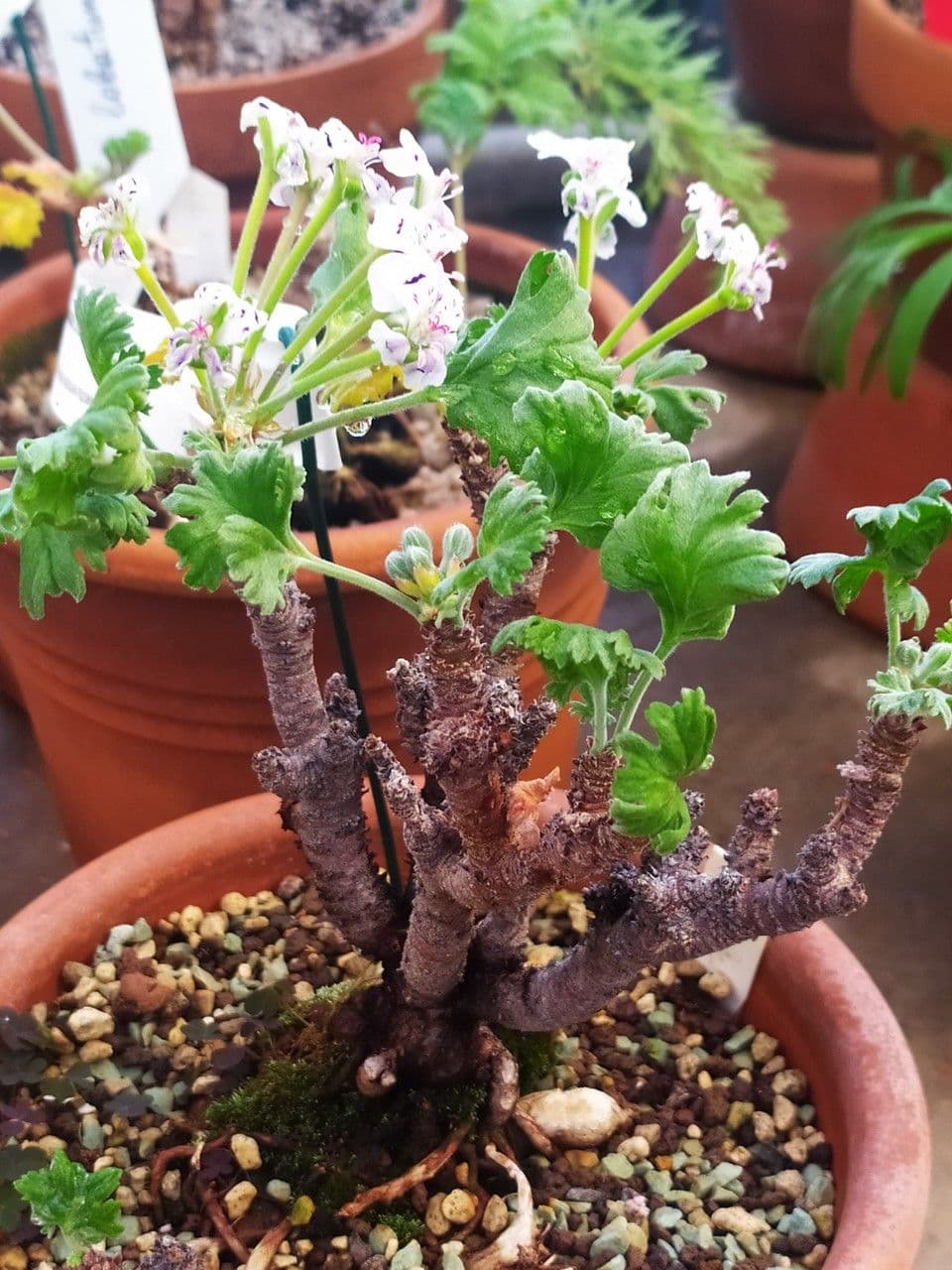 Geranium 2