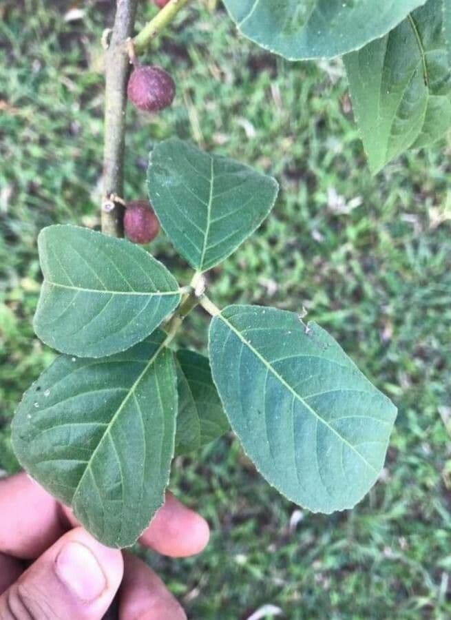 Siparuna brasiliensis 3