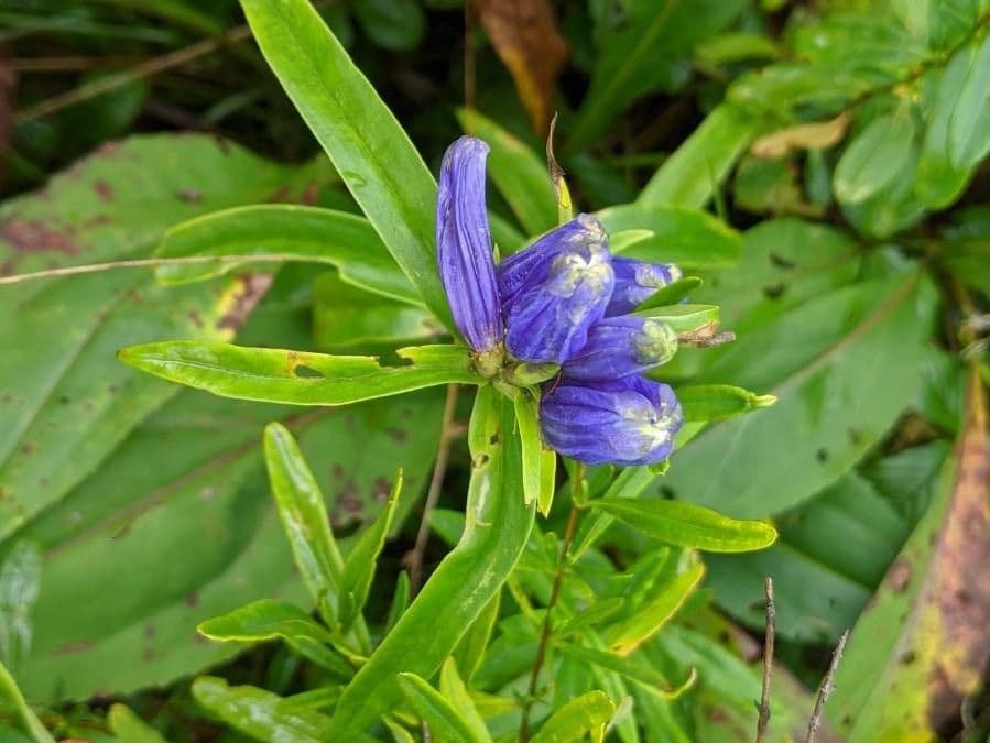 Genziana lineare