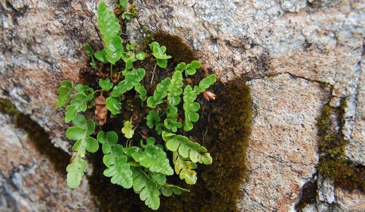 Polypodium occidentale 4