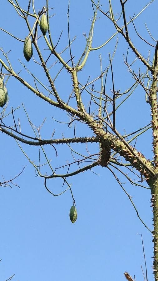 Ceiba speciosa