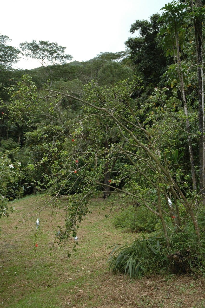 Hibiskus 7