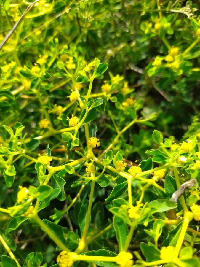 Euphorbia