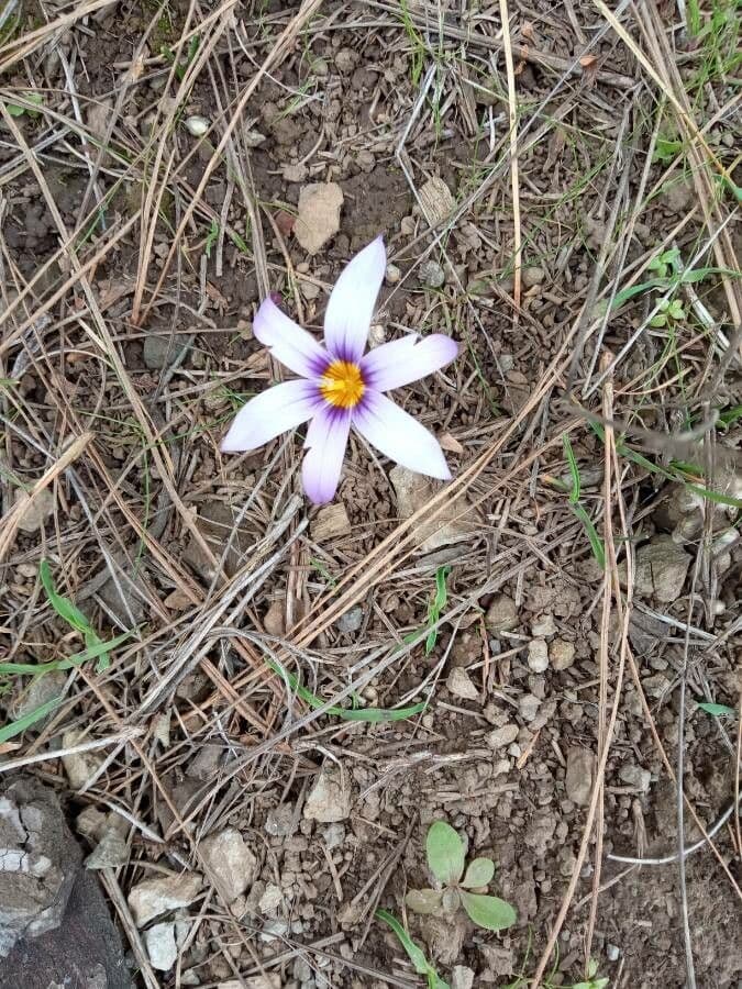 Romulea 4