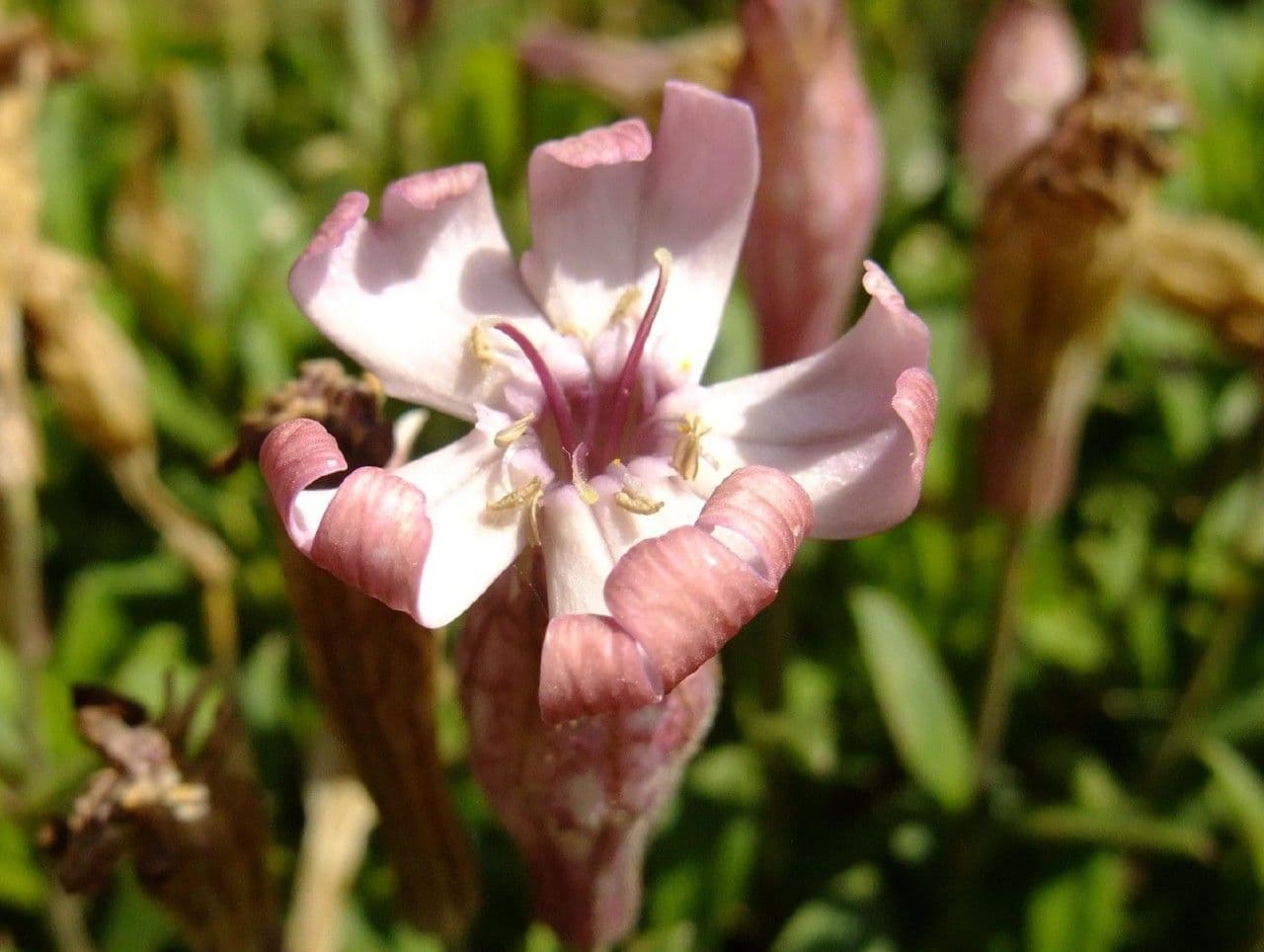 Walliser Leimkraut 3