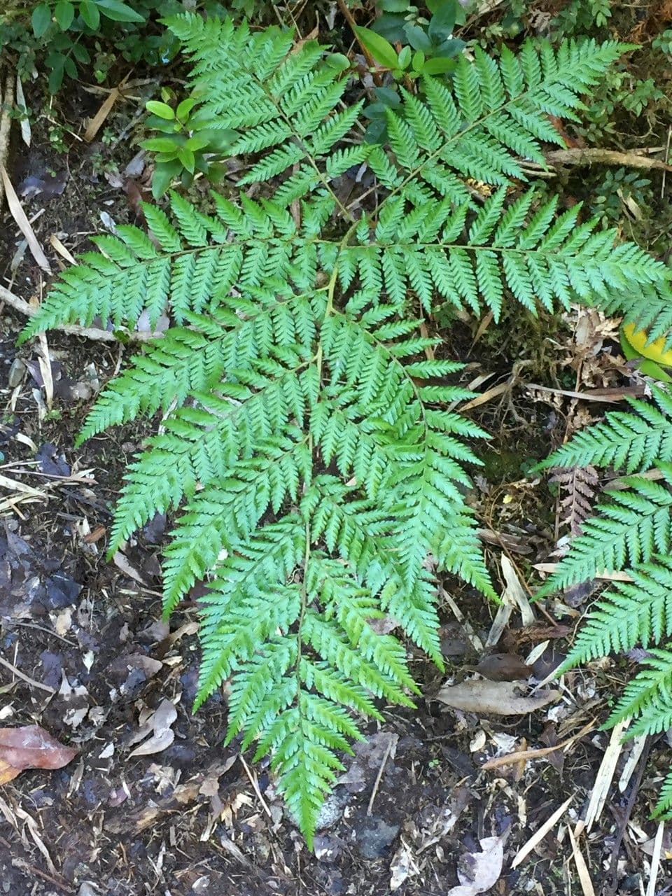 Lophosoria quadripinnata 5