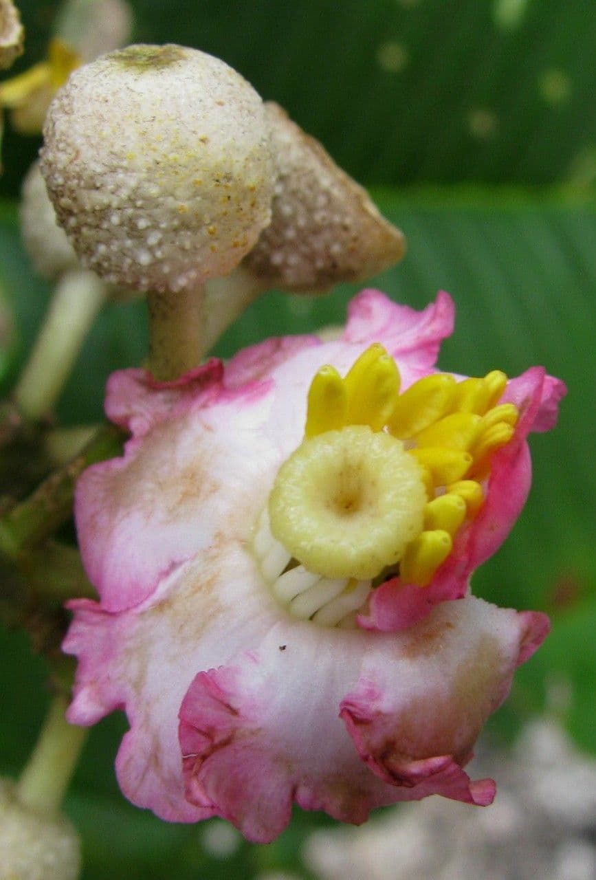 Miconia 4