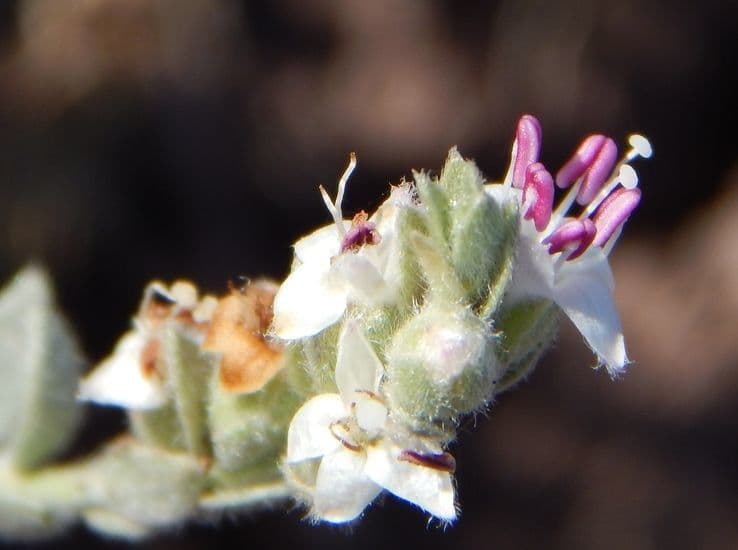 Cressa truxillensis 3