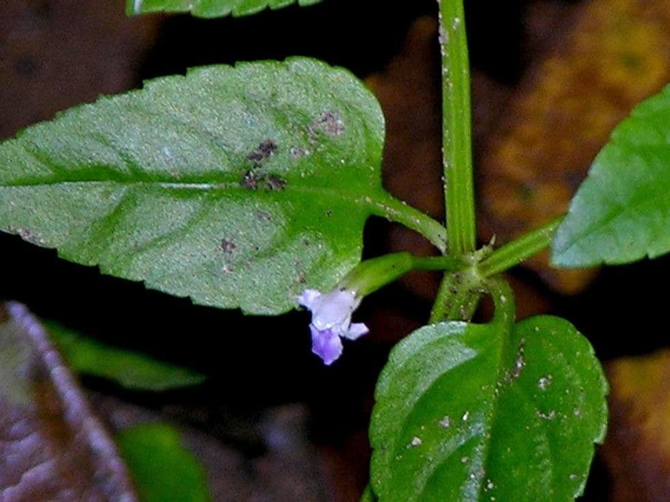 Torenia 3