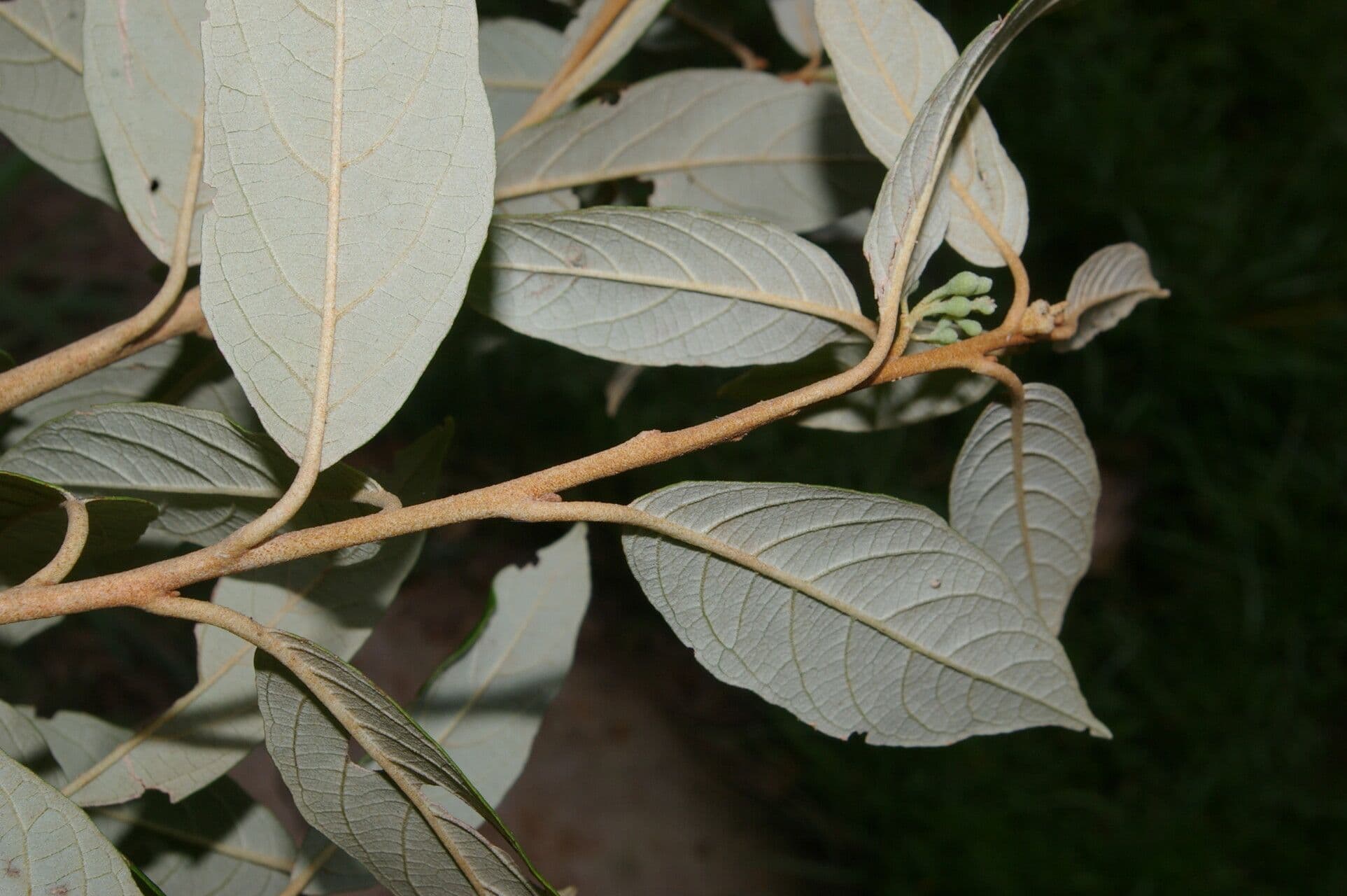 Perula 4