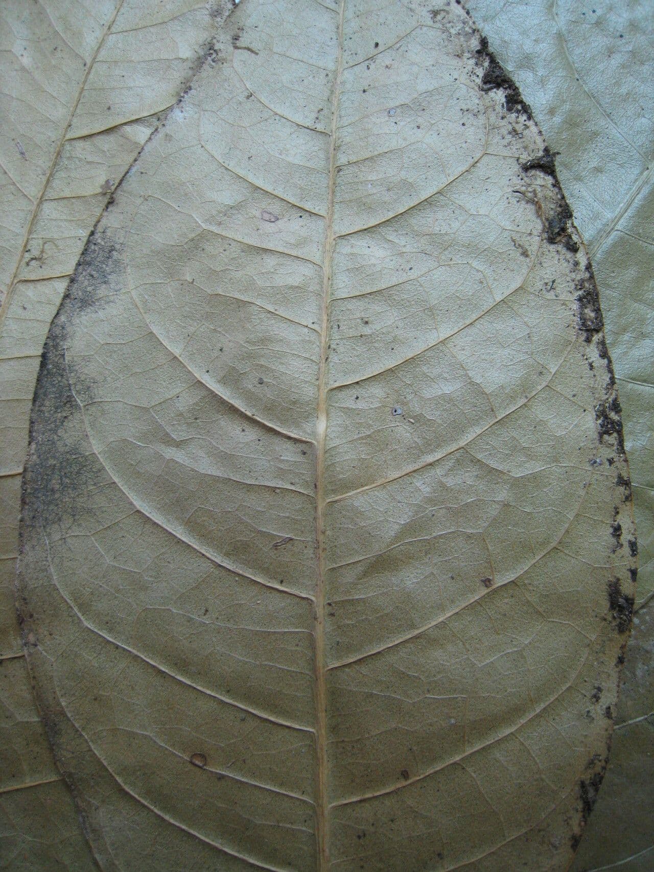 Conchocarpus 23