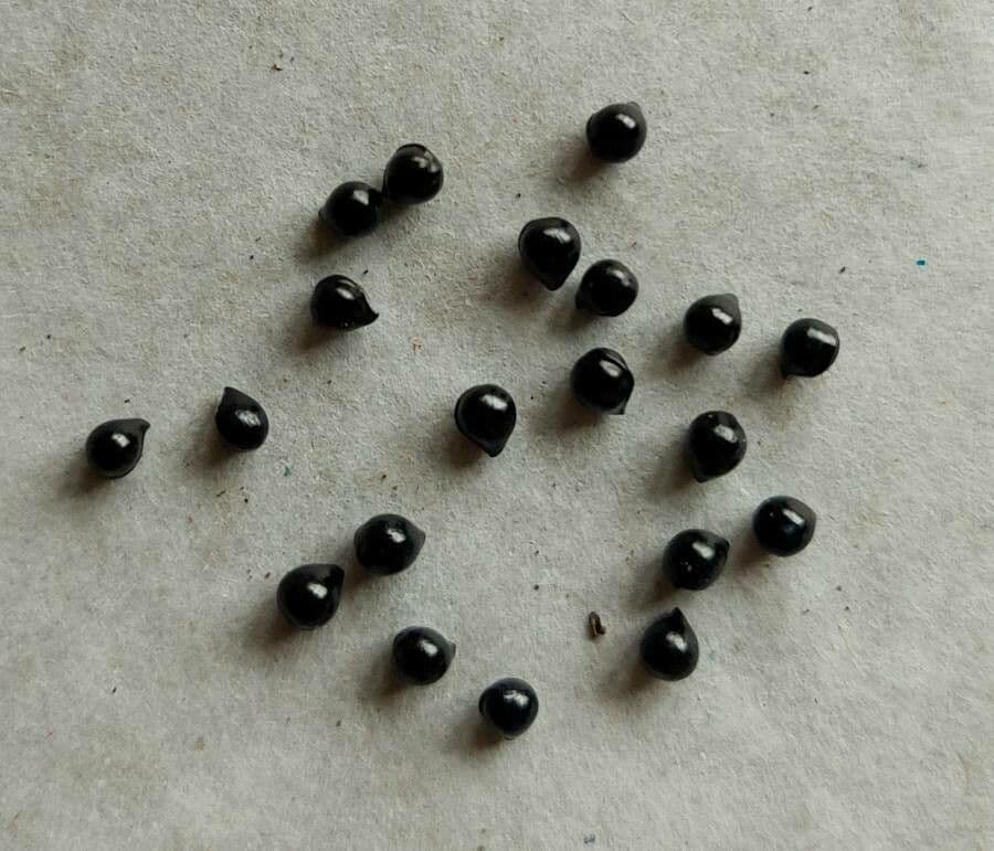 Diptam 2