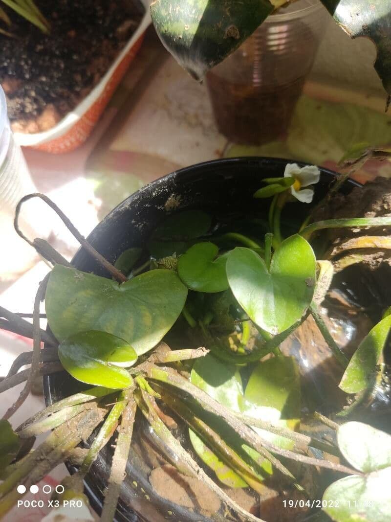 Sagittaria guayanensis 13
