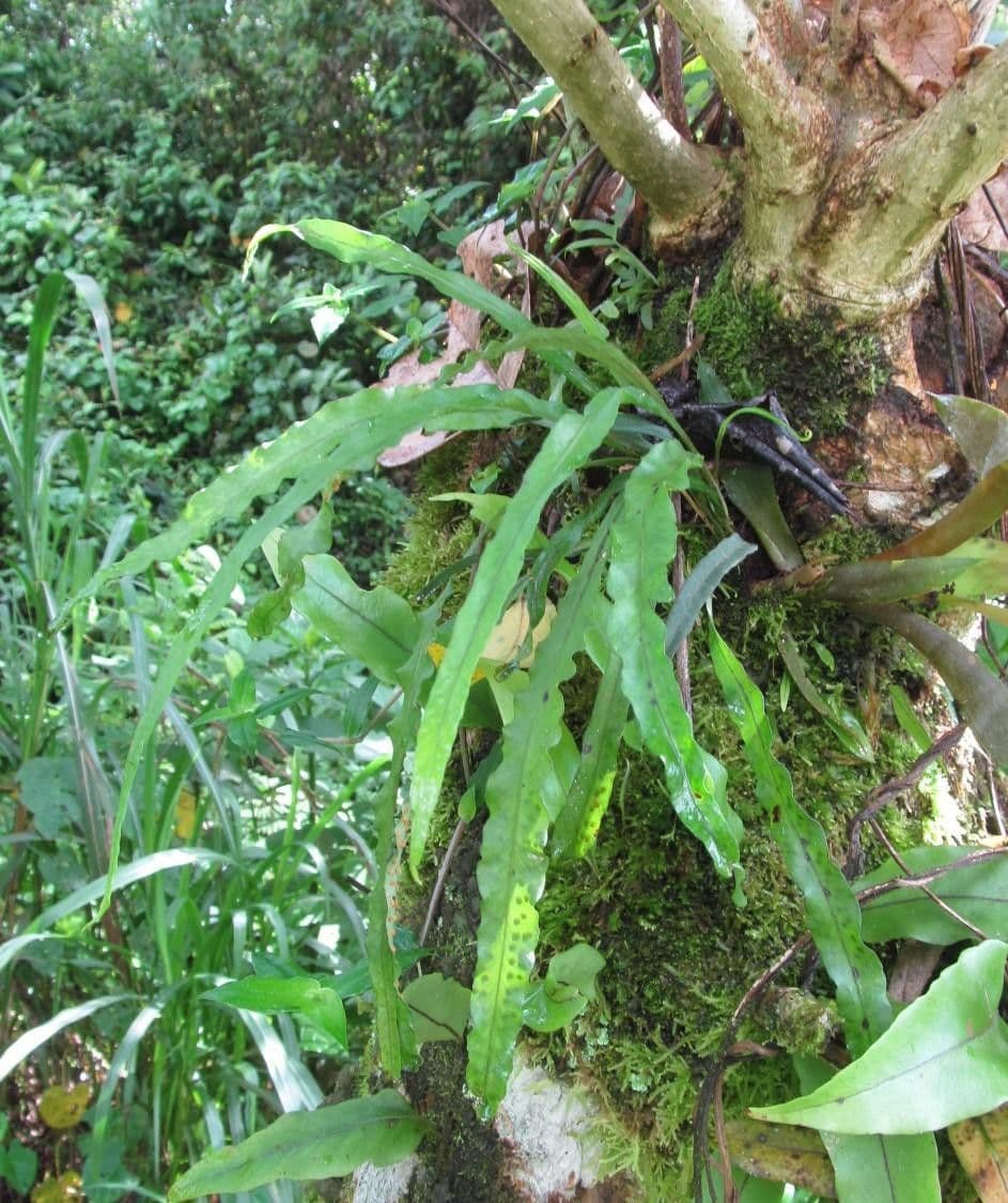 Campyloneurum 6