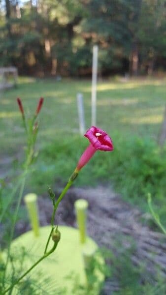 Ipomoea hederifolia 7