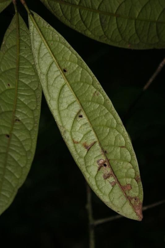 Aniba 3