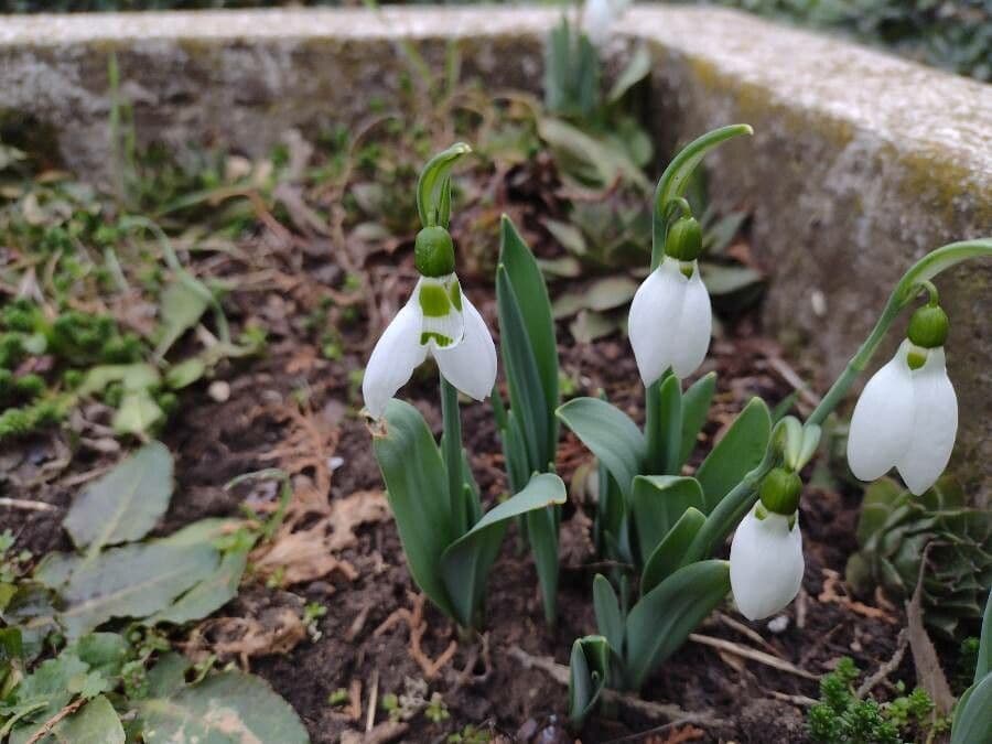 Große Schneeglöckchen 10