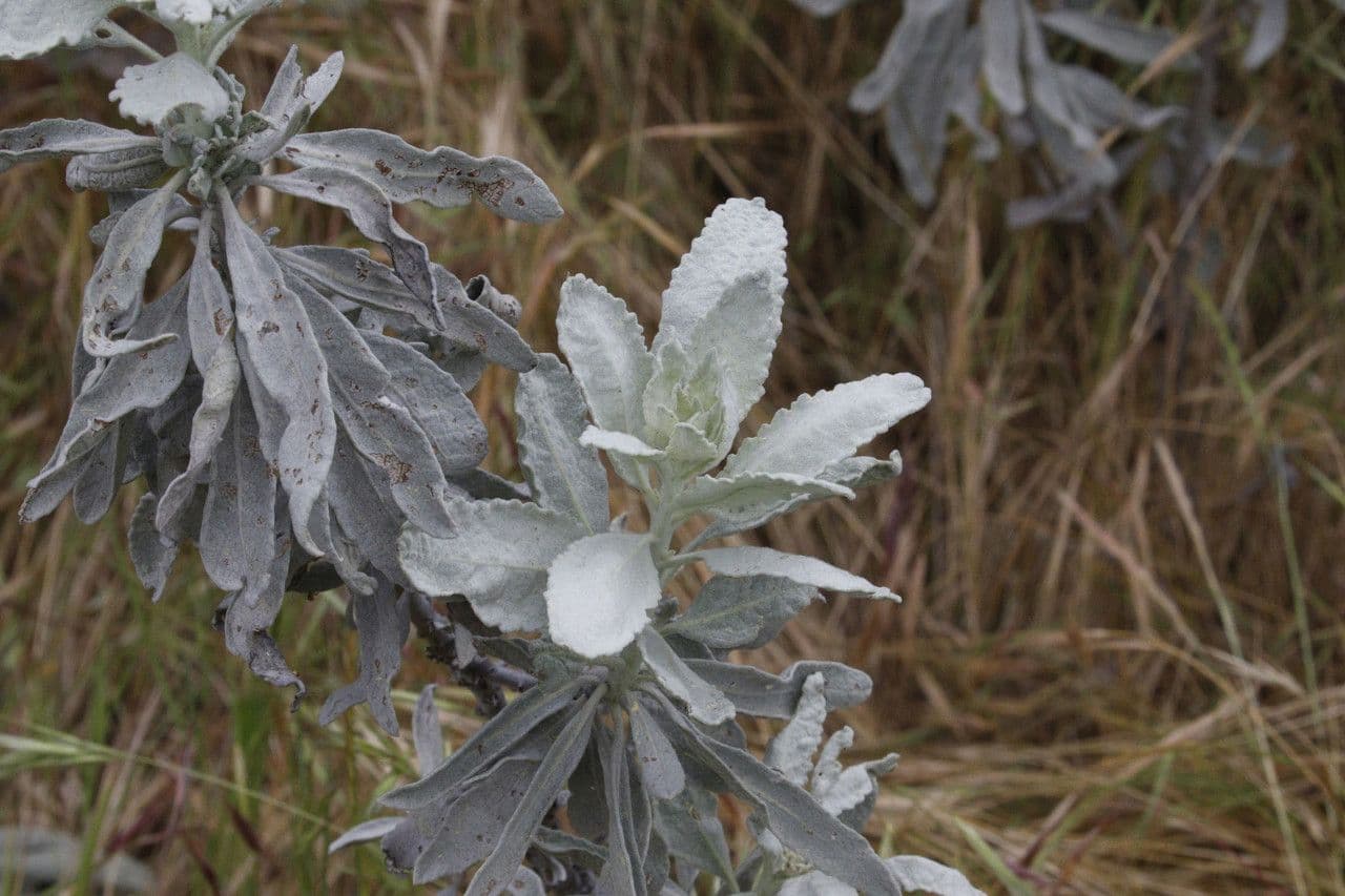 Yerba santa 3