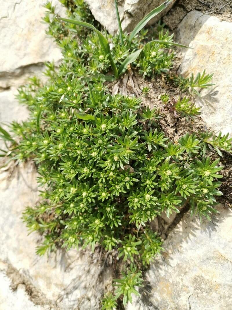 Rubiacea 12